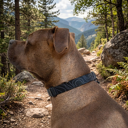 Best Friend Pet Collar