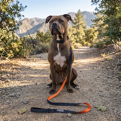 Not So Fast Pet leash